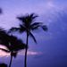 A Hawaiian moonlit night