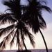 A coconut tree of dusk