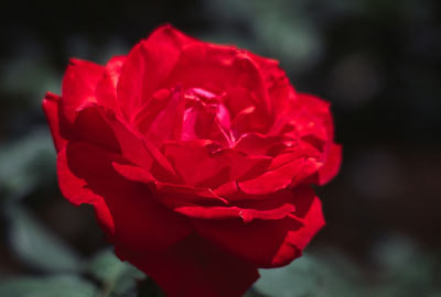 Rose012