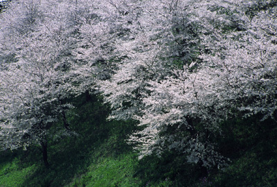Sakura004