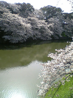 Sakura_3
