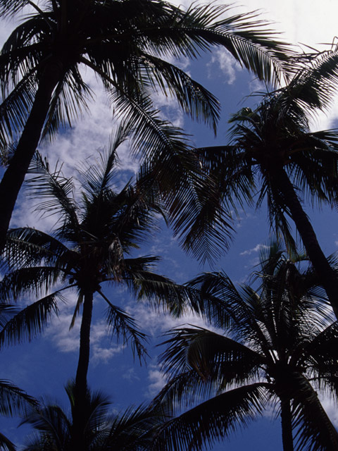 A group of coconut trees